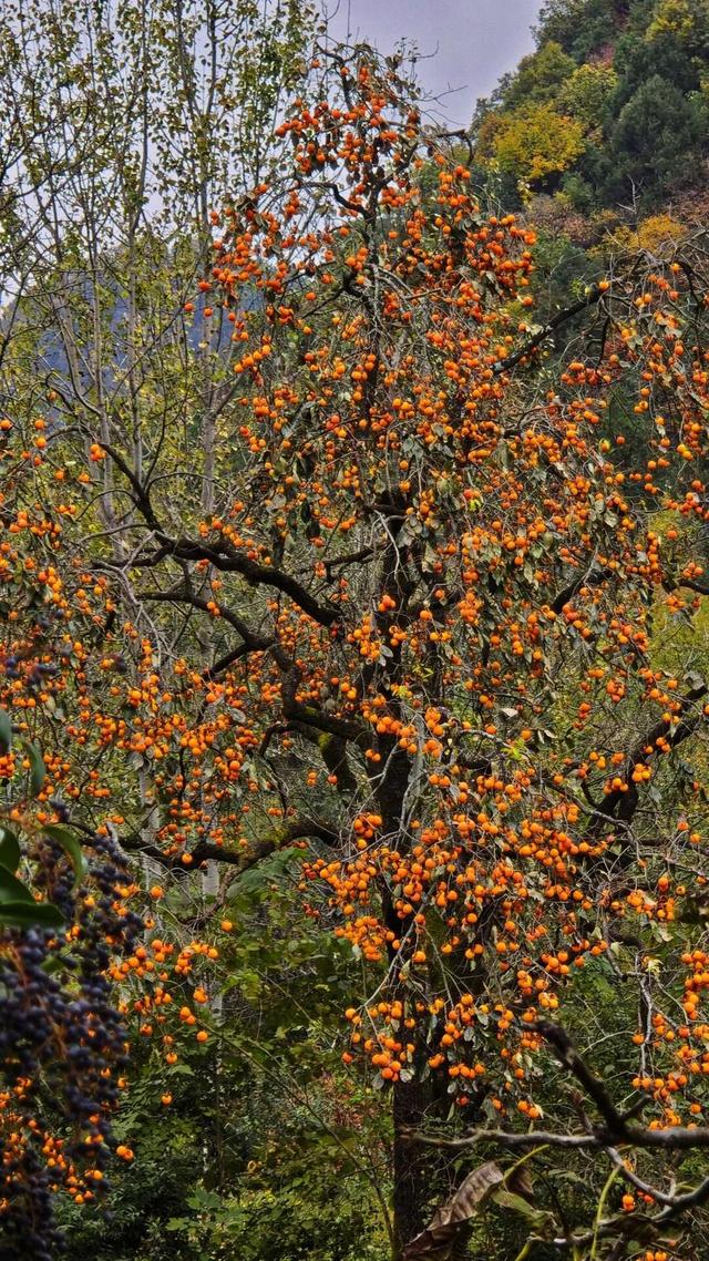 徽县大河店镇：层林尽染处 藏着最治愈的秋日时光