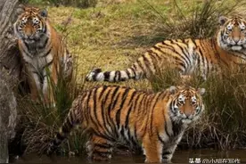 广西山上老虎出没？官方正式回应来啦！图片