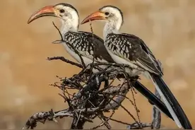 终身一夫一妻制的19种鸟类介绍图片