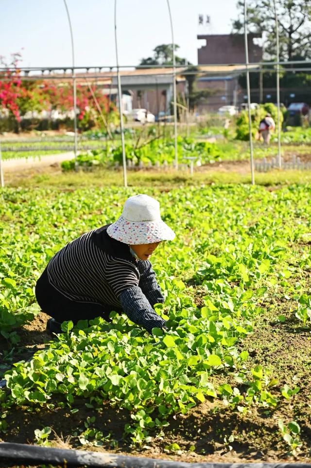 石碣好 “景”！拥抱生态绿地，感受田园风光~