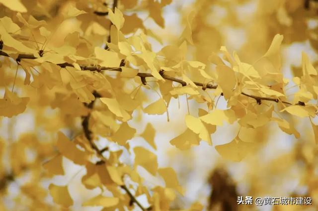 老街温情 都在黄石这条黄金步道里