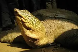 全球只剩2只了！还全都是公的，“中国神兽”该如何进行有效繁殖图片