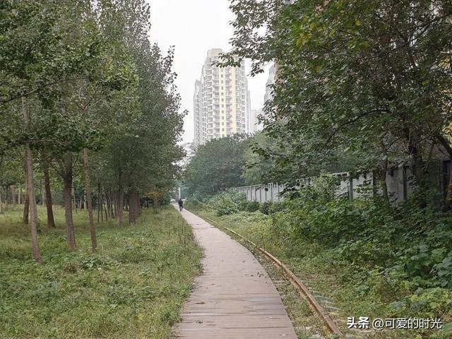 寻趣石家庄——光华路上的绿化带