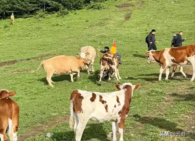 游客徒步遭牛群踩踏后续：景区回应，真相曝光后，网友直呼太活该
