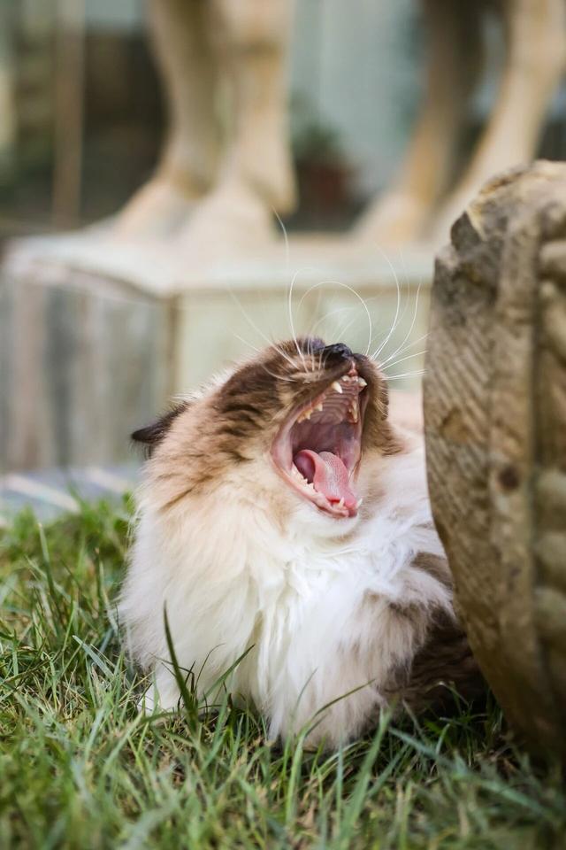 观复猫带你画·中华最有名 | 观音泉