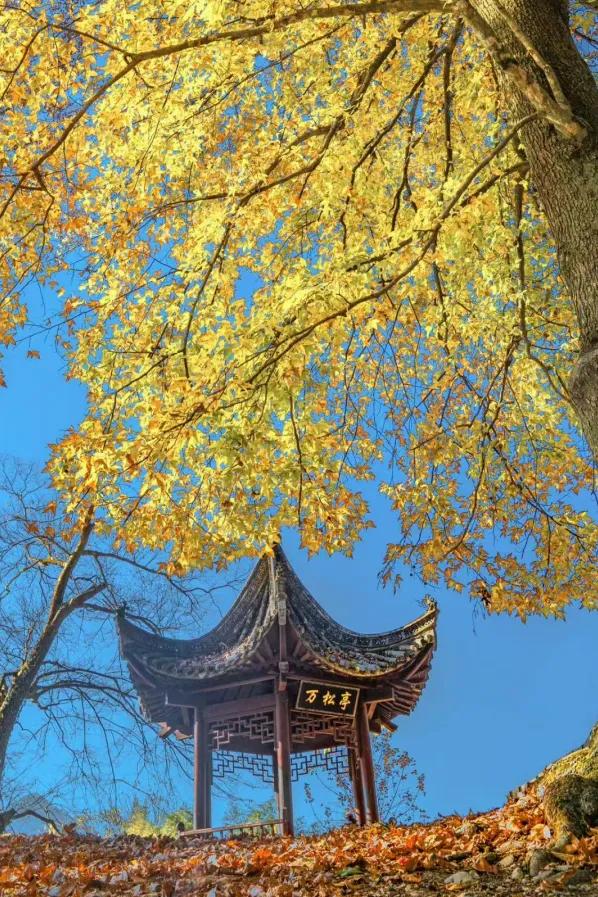 黄山初冬，打翻调色盘的绝美限定 | 皖美冬日