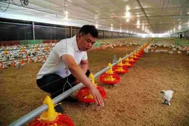 创业故事丨云浮85后退伍军人的智能化养殖“致富经”图片