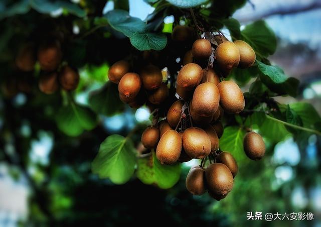 六安：丹桂飘香瓜果甜 山水美景等你来