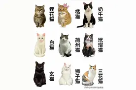 猫咪种类这么多，你知道你家猫源自哪里吗？图片