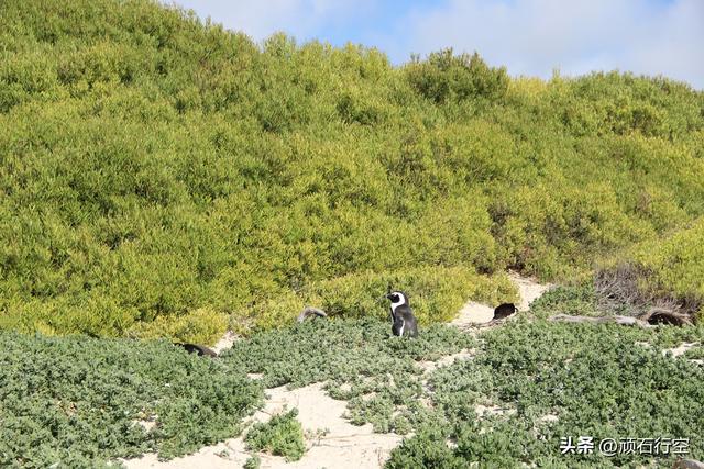 南部非洲：南非开普敦企鹅岛