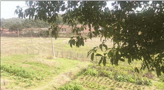 他是华国锋的接班人一心为国操劳，晚年回到家乡当农民