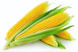 常吃玉米到底是伤胃还是养胃？听听医生的解答，或许对你有帮助！图片