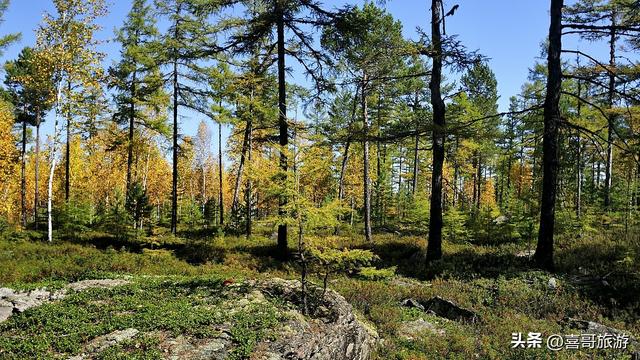 寻梦孟家岗森林公园：林海深处的静谧桃源