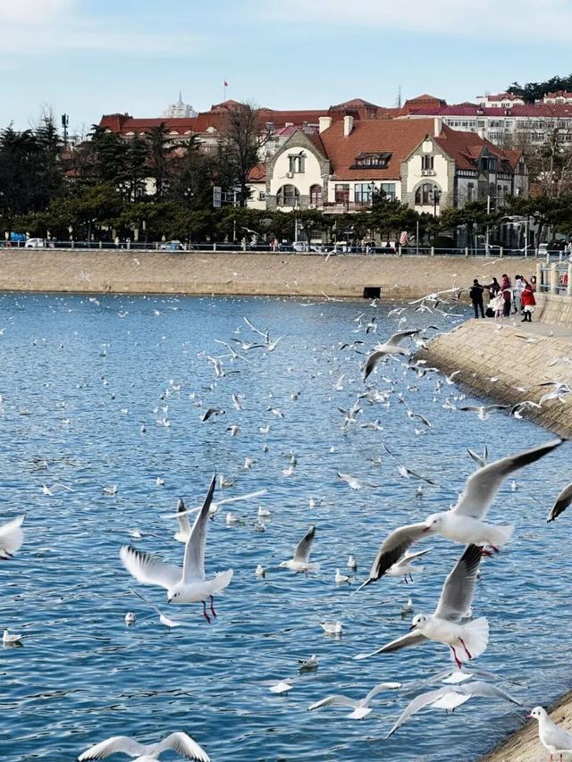 “鸥遇！鸥遇！”海鸥季潍坊启航派对，优惠惊喜等你来逛~