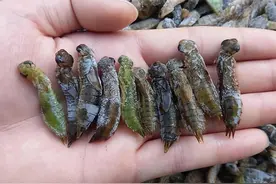 每年吃掉三千只蚊子，8年才能长大，却被人类作为美食大量捕捉图片