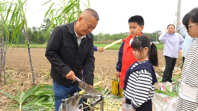 风吹蔗浪！孝昌这片田园风光藏不住了