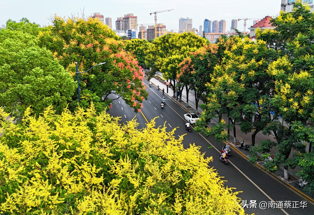 超美！南通的秋天，她来开启……