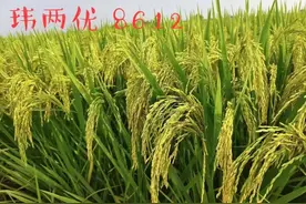 玮两优8612产量怎样？屡创高产纪录的超级稻品种，耐肥抗倒抗病图片