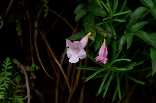 草木皆诗：云南，一座流动的中草药天堂