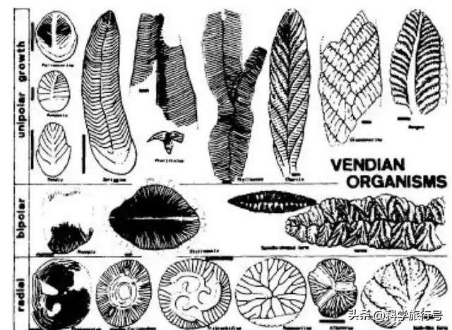 地球是个巨大的培养皿？失败品被一键清除？神秘的埃迪卡拉生物