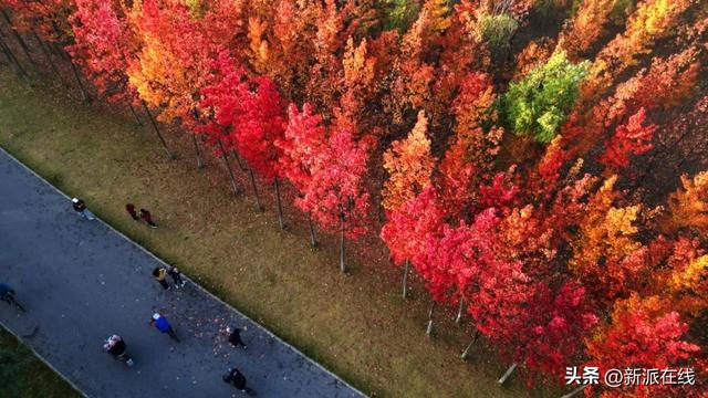 立冬已至，潍坊的秋意仍浓，这里的风景绝美