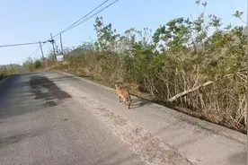 河北石家庄发现薮猫，一种非洲的猛兽，为何会出现在我国野外？图片