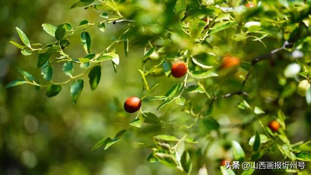 又见奇村 | 你知道吗？南高藏着一个“窑洞秘境”！