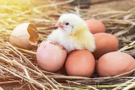 先有鸡还是先有蛋。困扰千年的问题，终于有了最全面、完美的答案图片