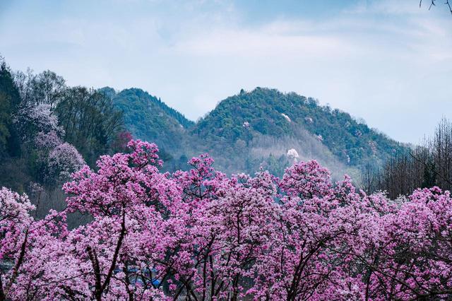 错峰赏花，今年3-5月，去这8个人少的地方，漫山遍野春和景明