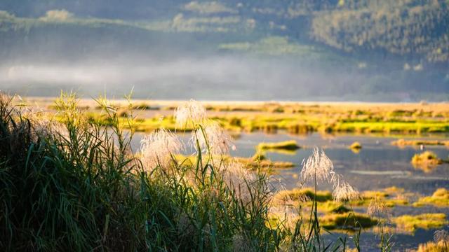 腾冲银杏季｜4天5夜黄金攻略，把金黄、温泉、烟火全打包～
