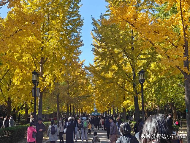 昔日皇家祭坛，今日大众踏秋——地坛秋日赏银杏
