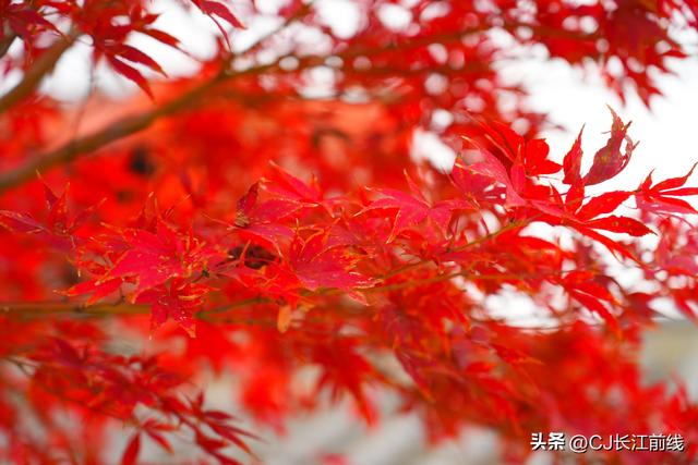 河南淮滨：重阳节里秋景美如画