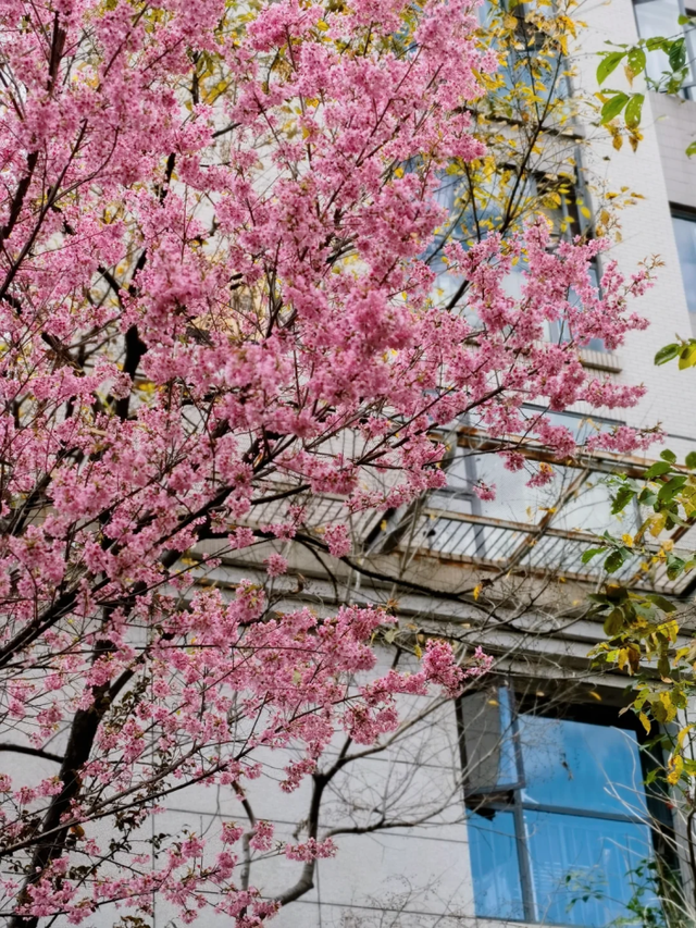 大寒至，春可期，昆明这些地方繁花似锦！