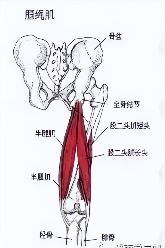 “百练不如多拉筋” ，5个动作坚持半年，经络通了，人年轻了！