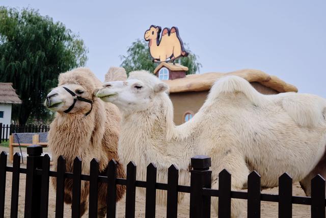 天津光合谷度假区，从萌宠互动到魔幻世界，京津冀亲子游新地标