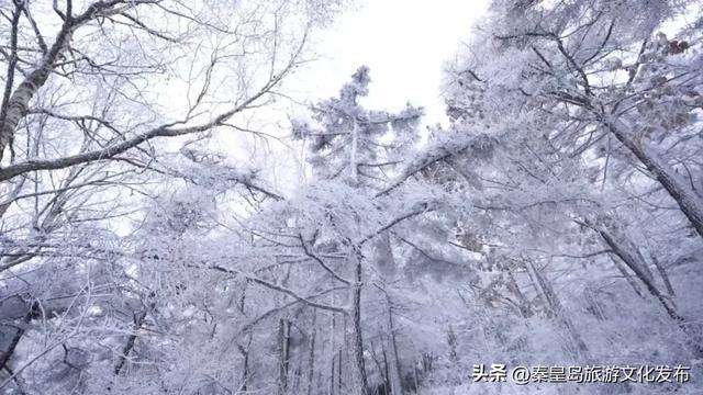秦皇岛多地惊现雾凇奇观，玉树琼枝，绝美不输东北！