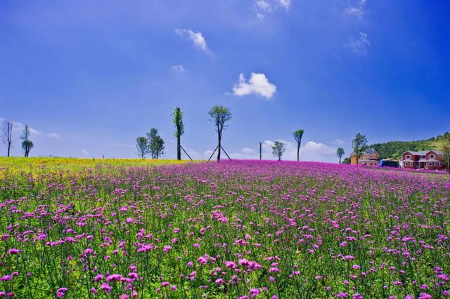 乡游黔中 · 水城区 播落村丨草海翻金浪，彝歌醉秋霞
