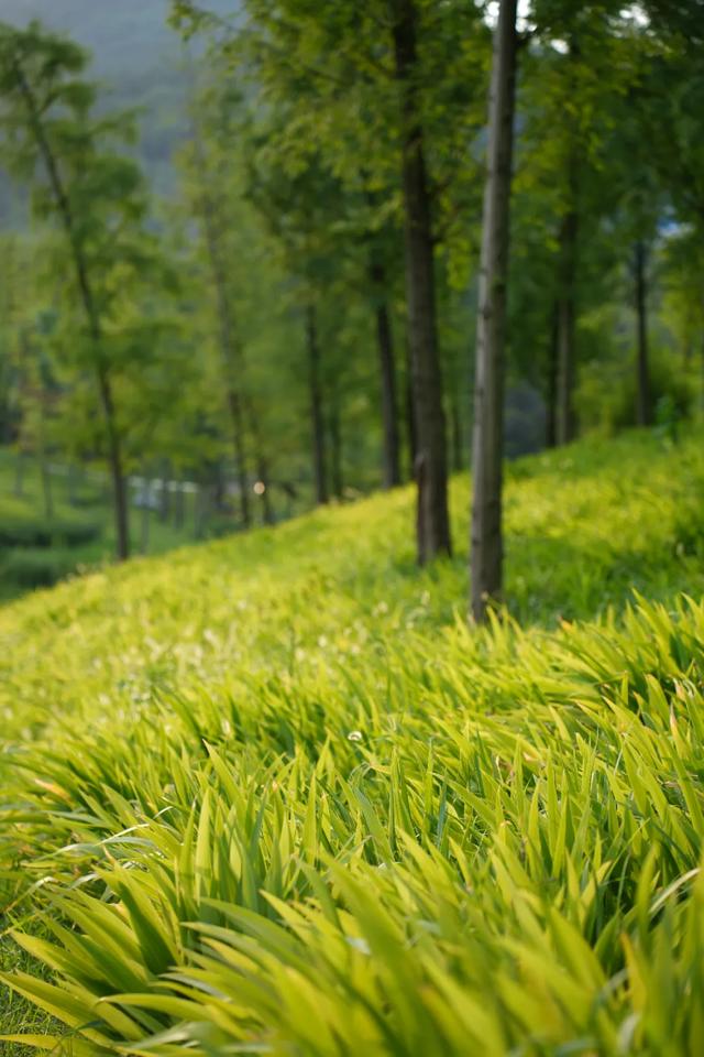 周末晒太阳!这几地有湖水+草坪+1h可达