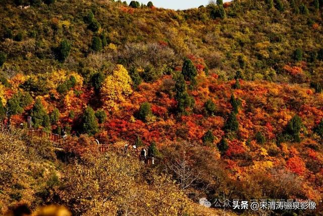 陕西渭南：姹紫嫣红 游人如织 服务周到 韩城香山红叶欣赏正当时