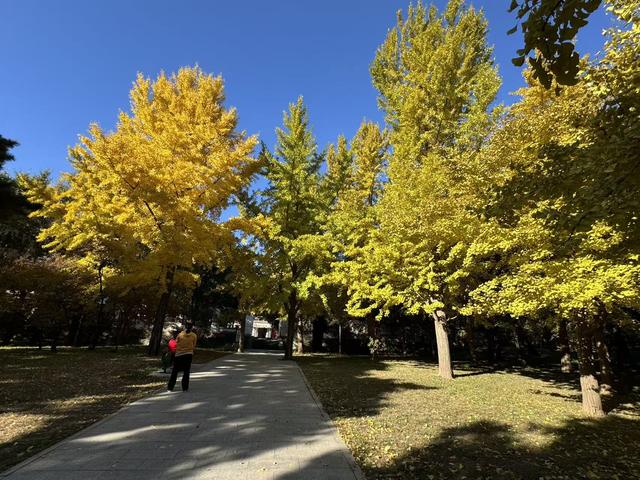 超出片，秋日氛围感拉满！香山彩叶变色率已达60%