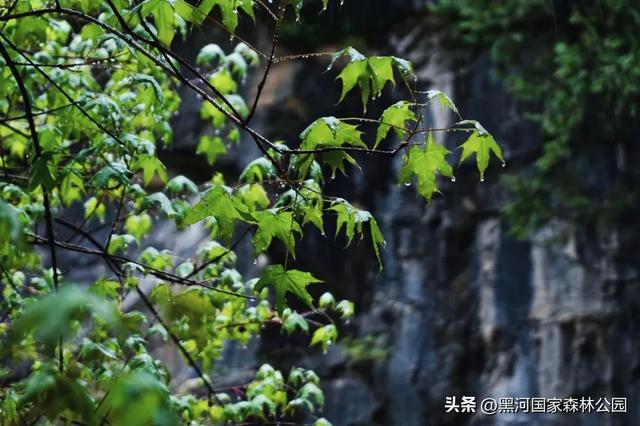 美如仙境!邀您共赏雨中的黑河国家森林公园~