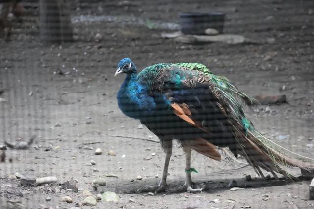 走！坐地铁，赏银杏！