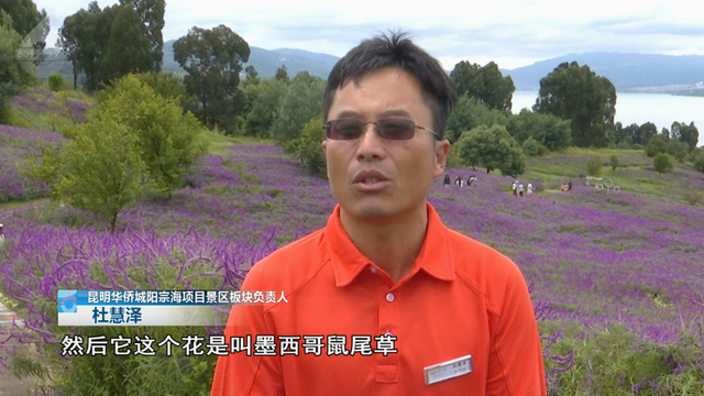 阳宗海云端花海绽放，满眼紫色好浪漫
