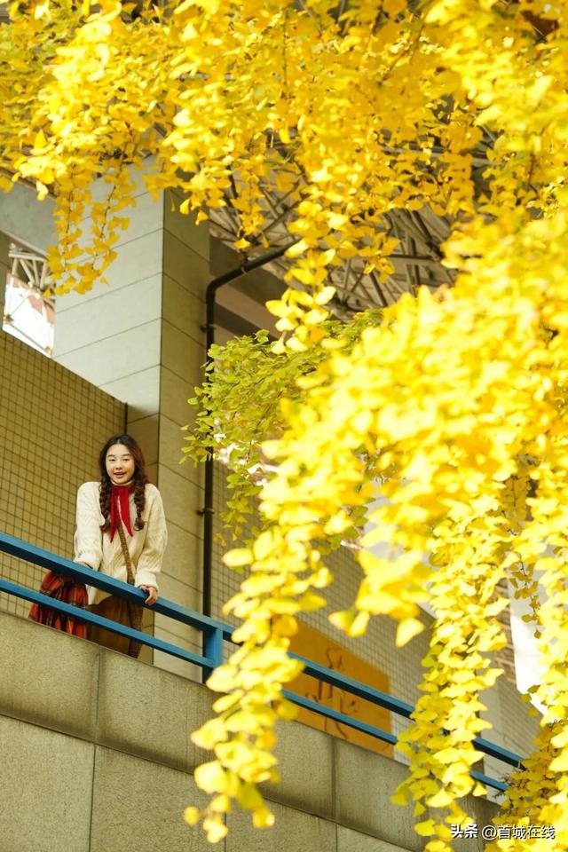 错过等明年！宜宾今年宝藏银杏打卡地合集在这里