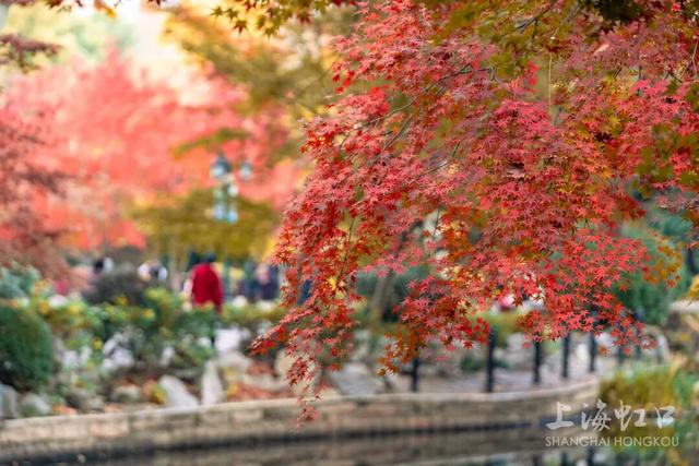 鲁迅公园枫叶红了！红黄青绿交织秋意浓~超出片