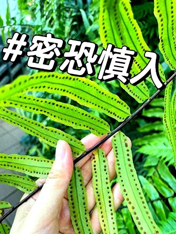 “！阴花不能进阳宅”，家里若有这5种花，请赶紧“搬出去”！