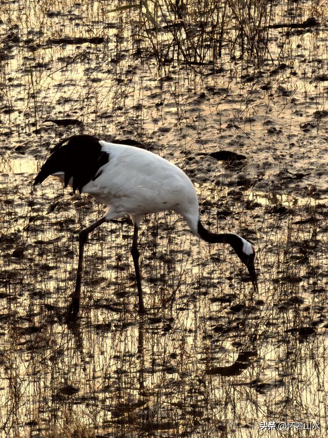 2025辽宁赏秋之旅日记(6)——到辽河口中国最北海岸线看日出 观鸟