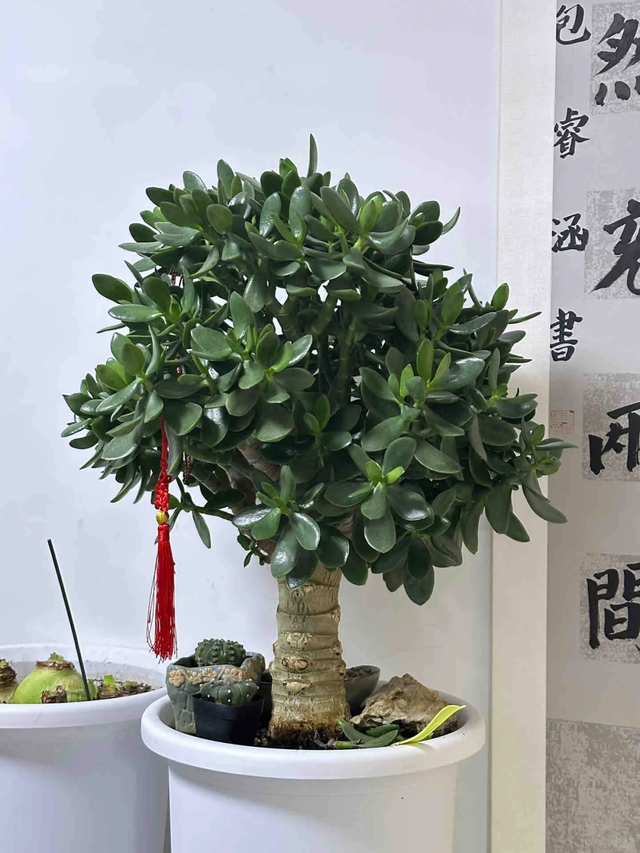 男子晒“爷爷养20年的玉树”，1500没舍得卖，网友：别卖，成精了