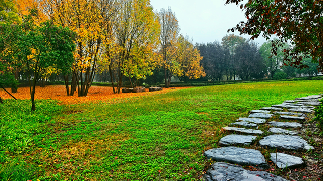 图说遂平：满城缤纷色 斑斓绘初冬