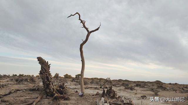 2025国庆西北自驾游（3）：黑城弱水胡杨风景区